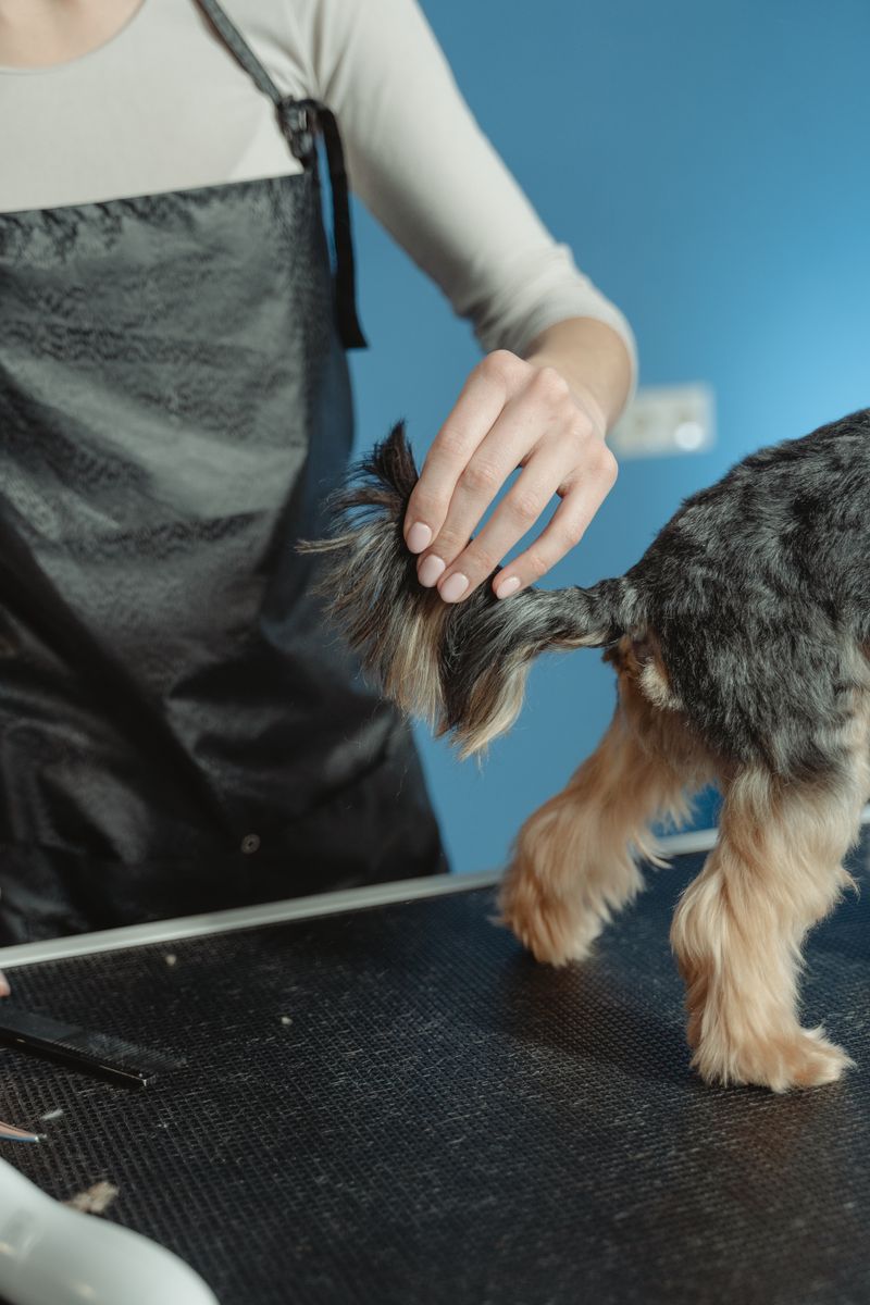檢測過敏的服務犬：它們是什麼與它們的職能
